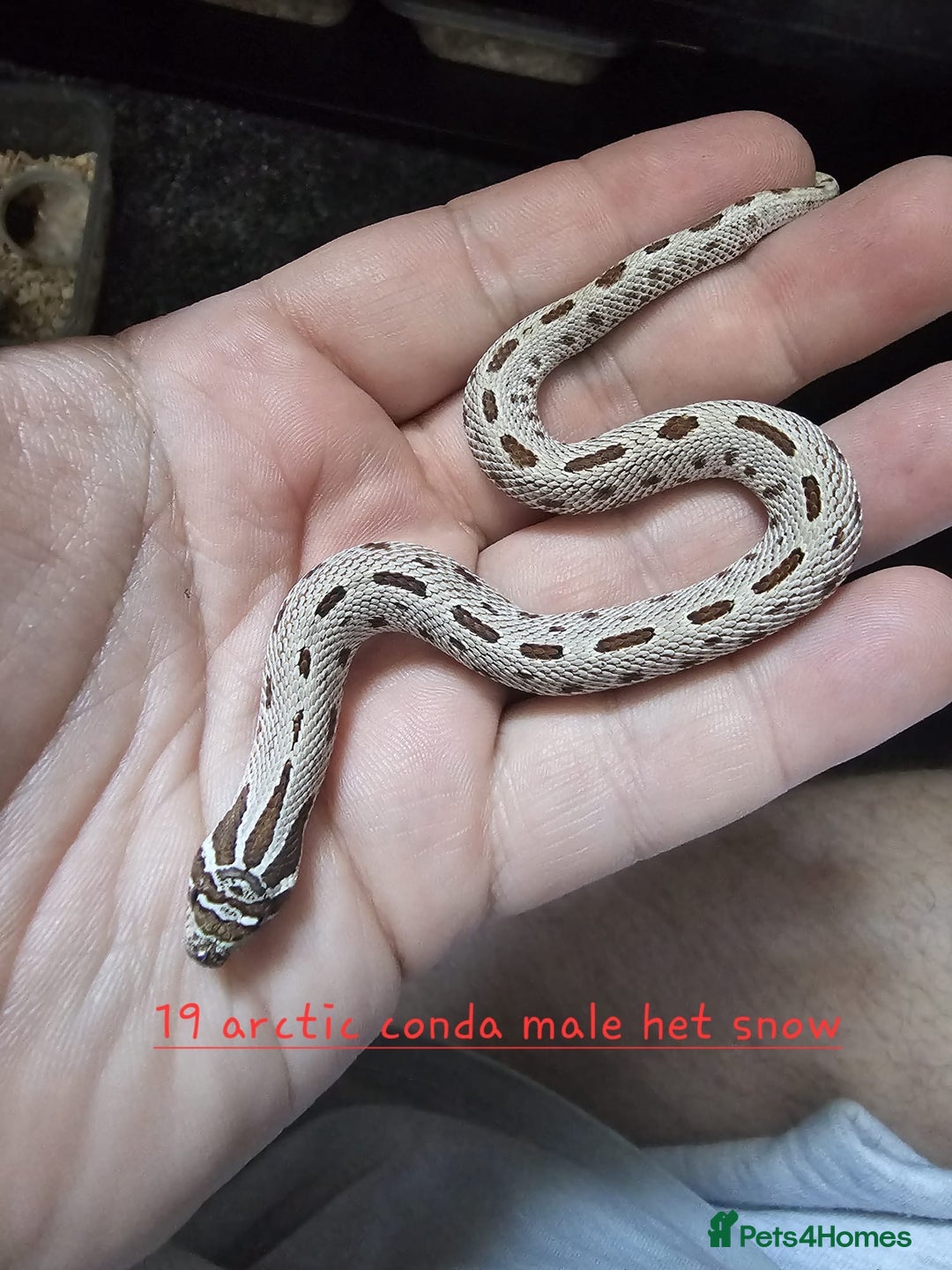 Snake reptiles for sale: Western Hognose Snakes  - Image 7
