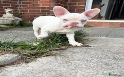 French Bulldog dogs for sale: 2 French bulldog pups.  1 boy & 1 girl.  - Image 26