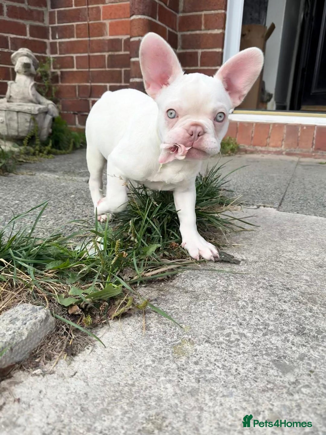 French Bulldog dogs for sale: 2 French bulldog pups.  1 boy & 1 girl.  - Image 26