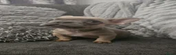 French Bulldog dogs for sale: Lilac fluffies! Ready to leave now. - Advert 13