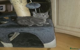 British Shorthair cats for sale: Beautiful kittens looking for loving homes  - Image 2
