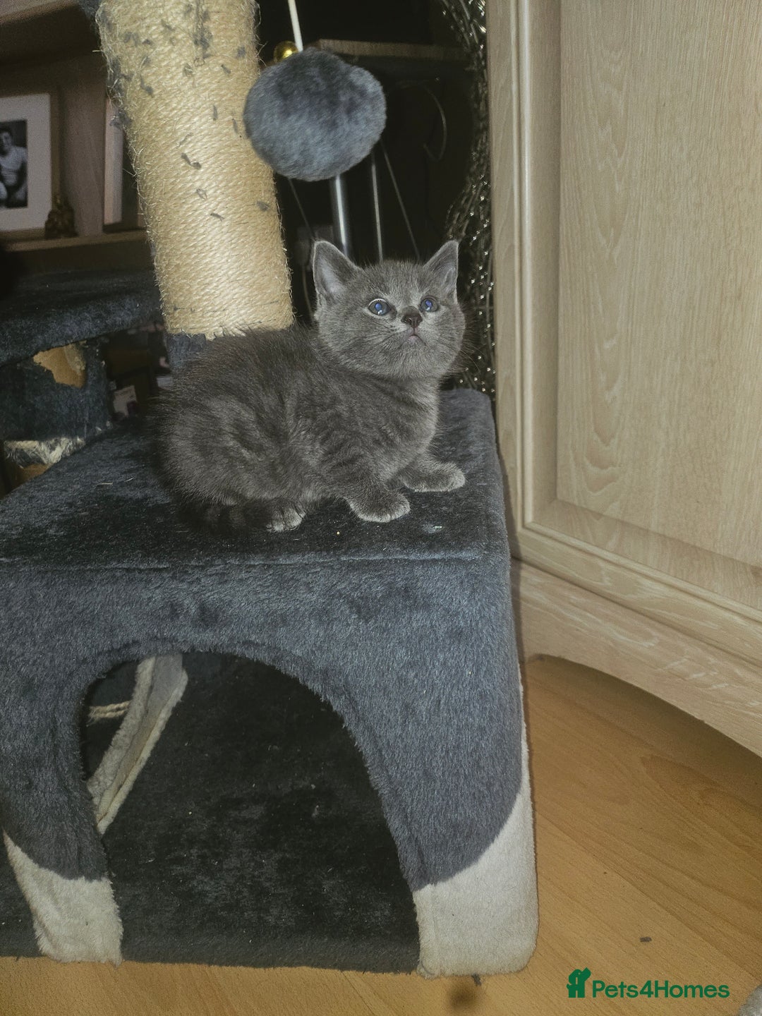 British Shorthair cats for sale: Beautiful kittens looking for loving homes  - Image 2