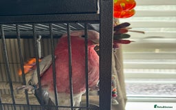 Cockatoo birds for sale: Galah cockatoo  - Image 2