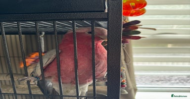 Cockatoo birds - Advert 7