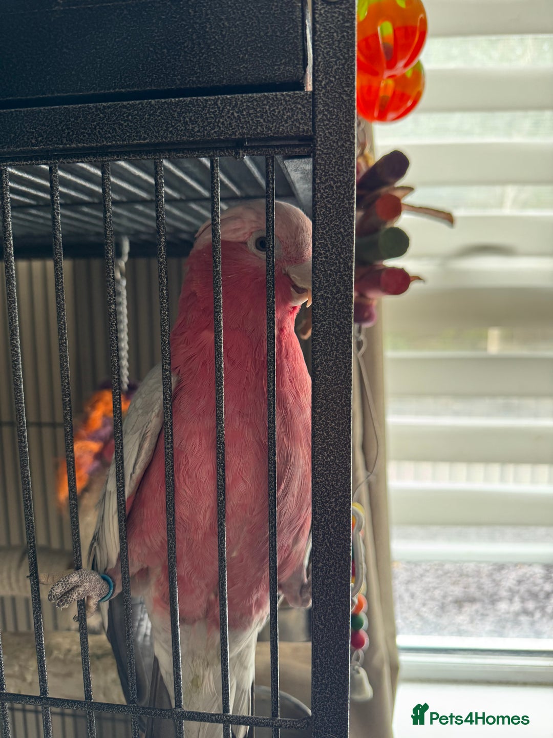 Cockatoo birds for sale: Galah cockatoo  - Image 2
