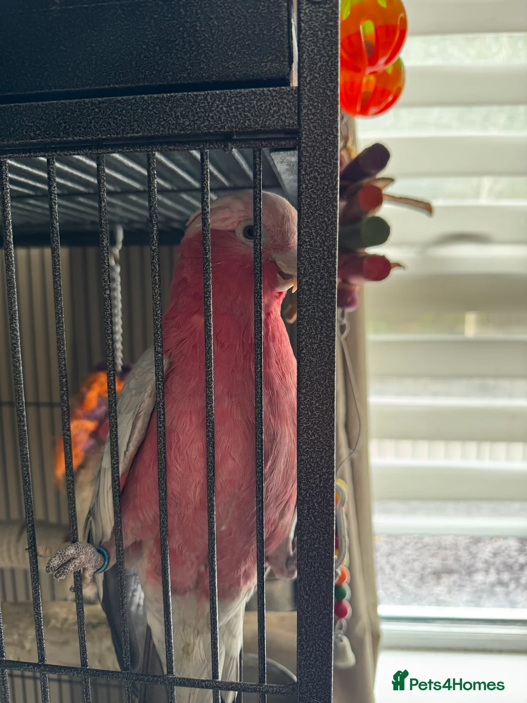 Cockatoo birds for sale: Galah cockatoo  - Advert 2