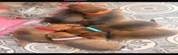 Staffordshire Bull Terrier dogs for sale: RED perfect chunky Staffy puppies in Grimsby - Advert 2