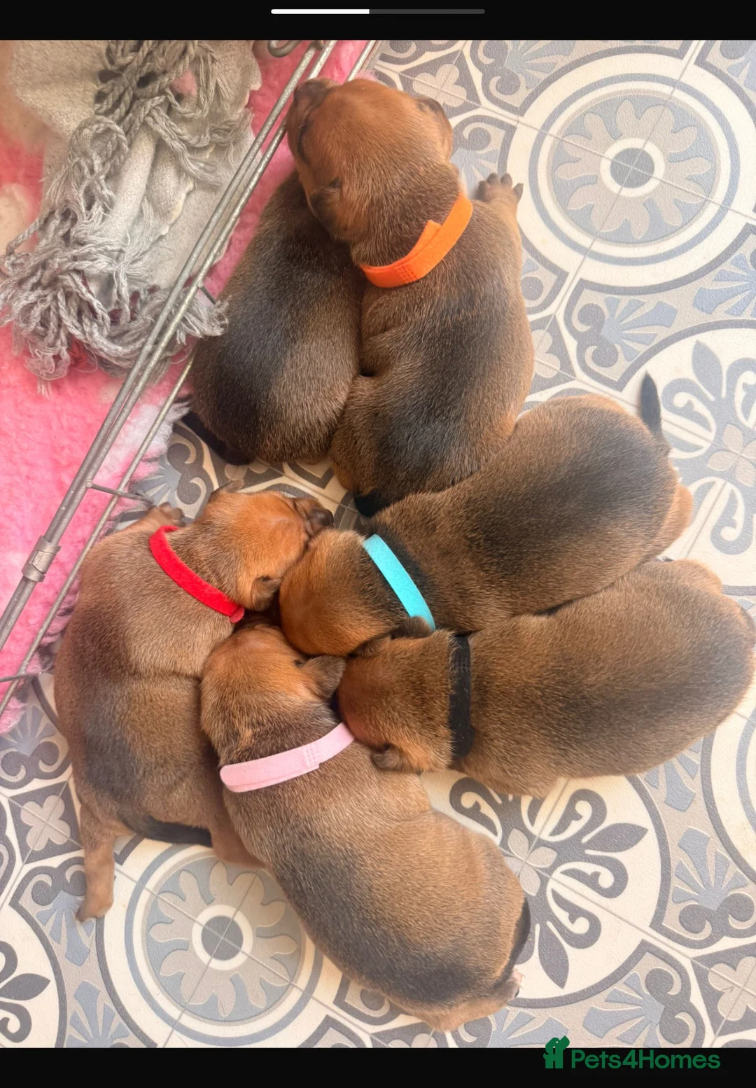Staffordshire Bull Terrier dogs for sale: RED perfect chunky Staffy puppies in Grimsby - Advert 2