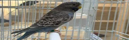 Budgerigars birds for sale: Bfbw, Bwbf, Rainbow hagoromo and other mutations  - Advert 12