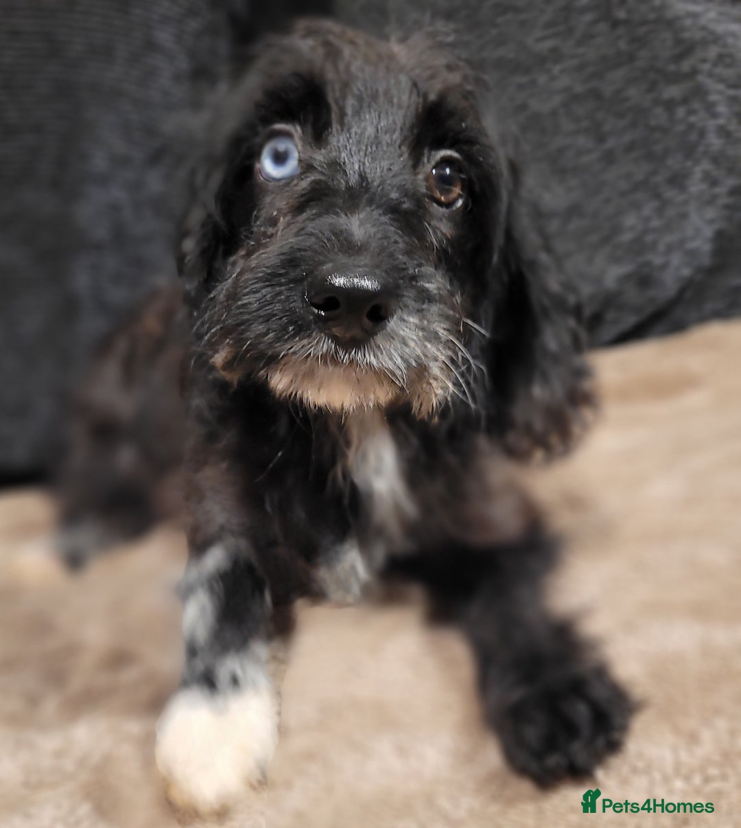 Labradoodle dogs for sale: Labradoodle puppies - Advert 11