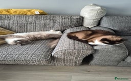 Ragdoll cats for sale: Two ragdoll females  - Image 9
