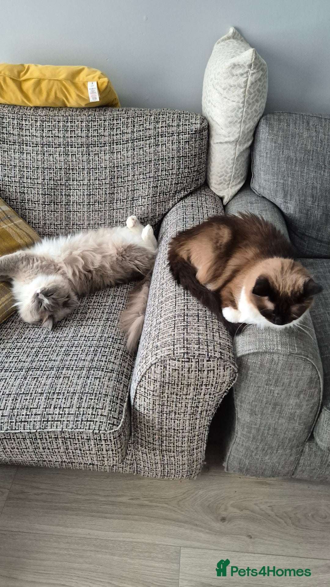 Ragdoll cats for sale: Two ragdoll females  - Image 9