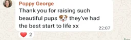 Cavapoo dogs for sale: Health tested Standard (cuddle) Cavapoos - Advert 28