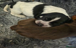 Cocker Spaniel dogs for sale: 4 beautiful cocker spaniel pups left  - Image 1
