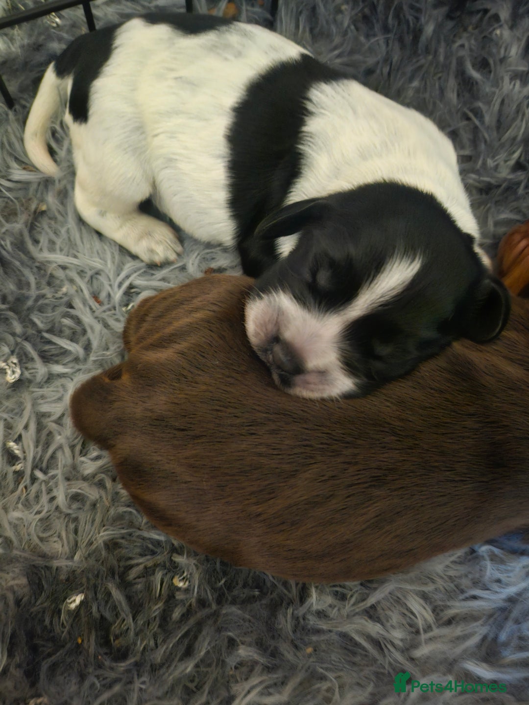 Cocker Spaniel dogs for sale: 4 beautiful cocker spaniel pups left  - Image 1