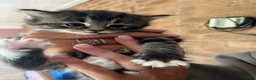 Mixed Breed cats for sale: Mixed breed kittens  - Advert 10