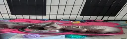 Sphynx cats for sale: For sale two adorable sphynx kittens,  - Advert 6