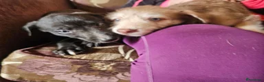 Mixed Breed 5
