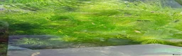 Platies fish for sale: Beautiful small Platy, Guppy shrimps&Pleco-HobbyTK - Advert 21