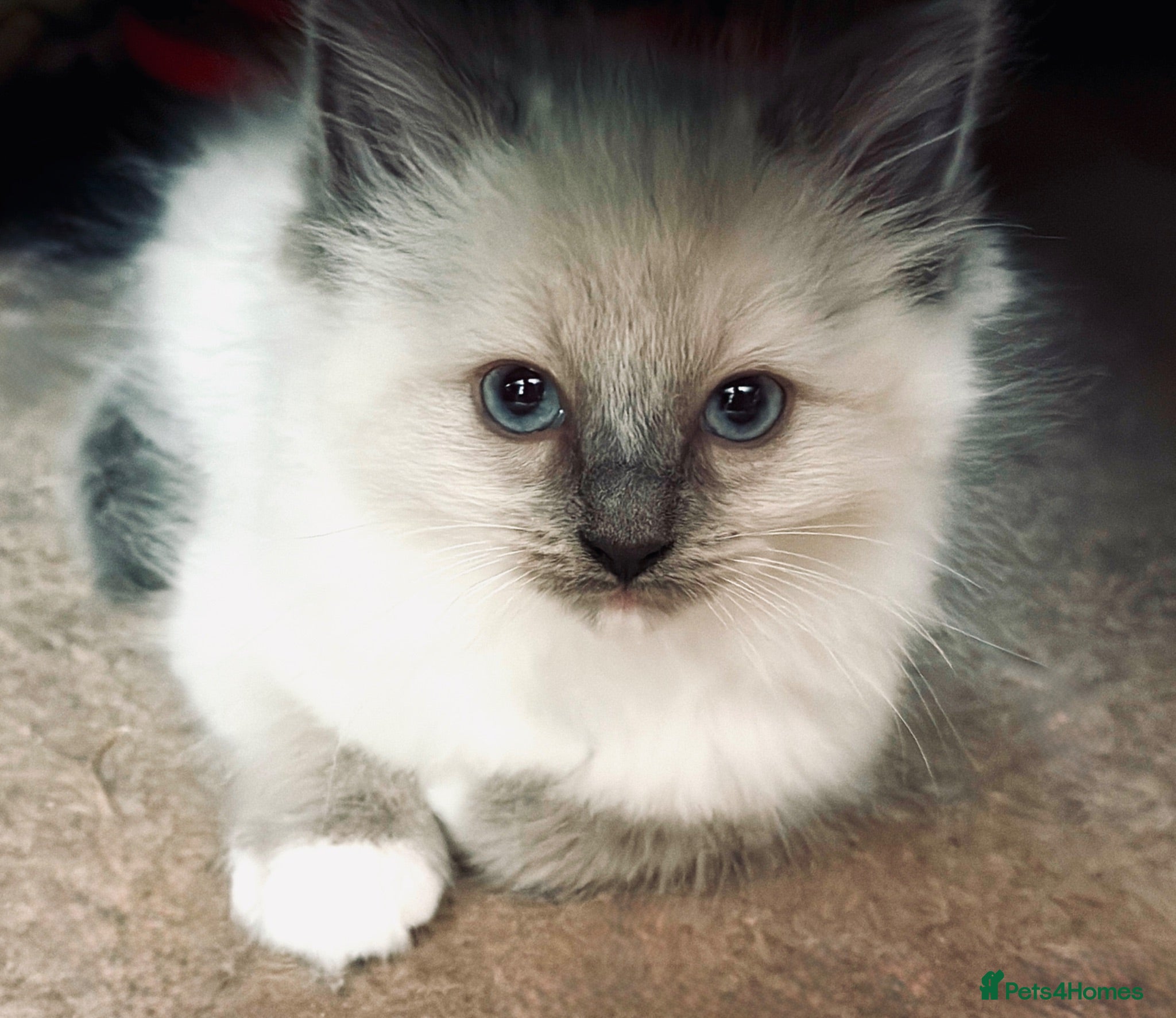 Ragdoll cats Purebred Ragdoll Kittens *Ready to go now!* - Advert 2