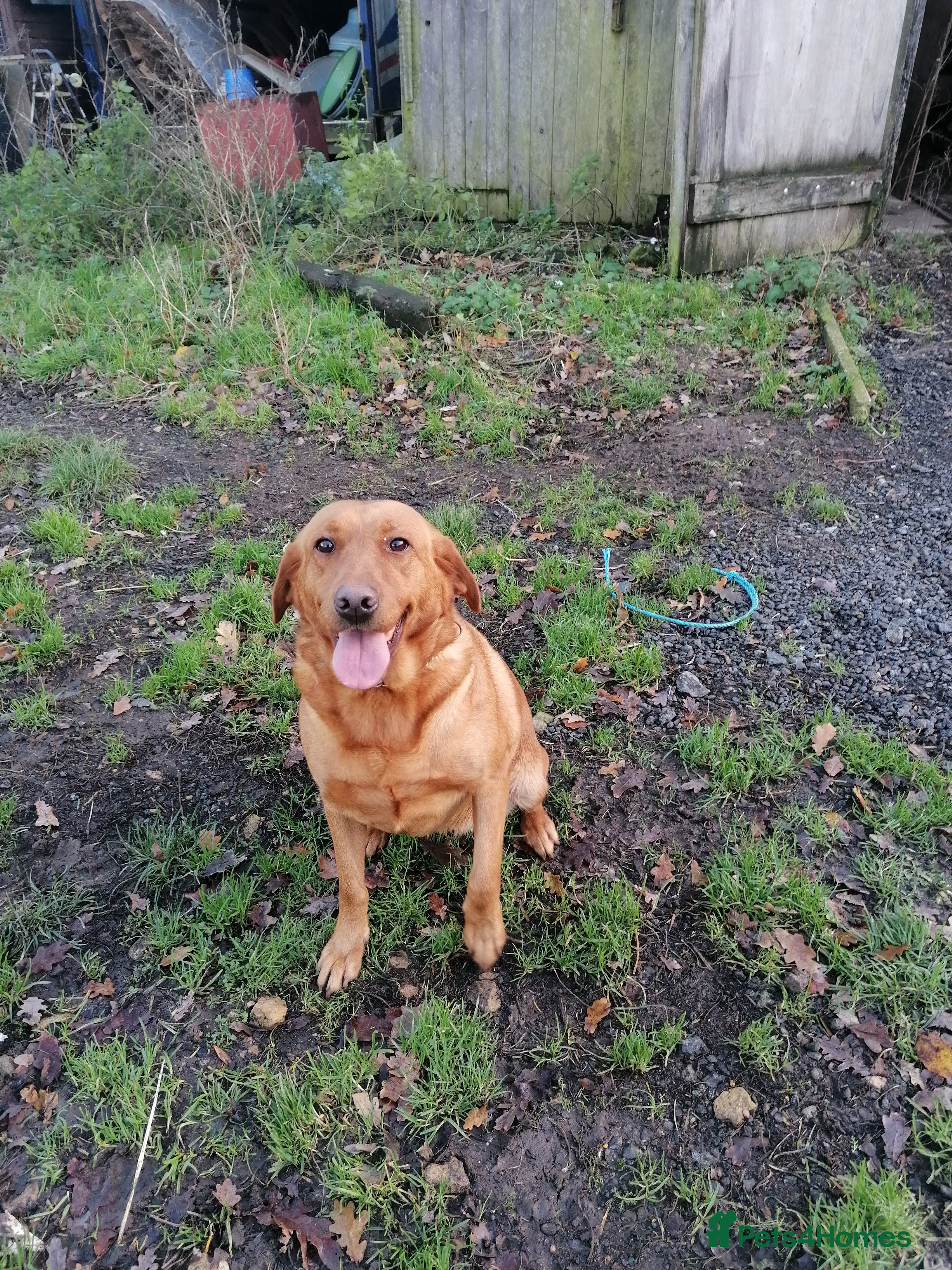 Labrador Retriever dogs Beautiful fox red bitch reeva  - Advert 3