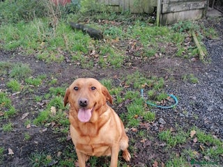 Labrador Retriever dogs Beautiful fox red bitch reeva - Advert 4