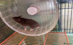 Hamster rodents for sale: Baby hamsters for sale  - Image 15