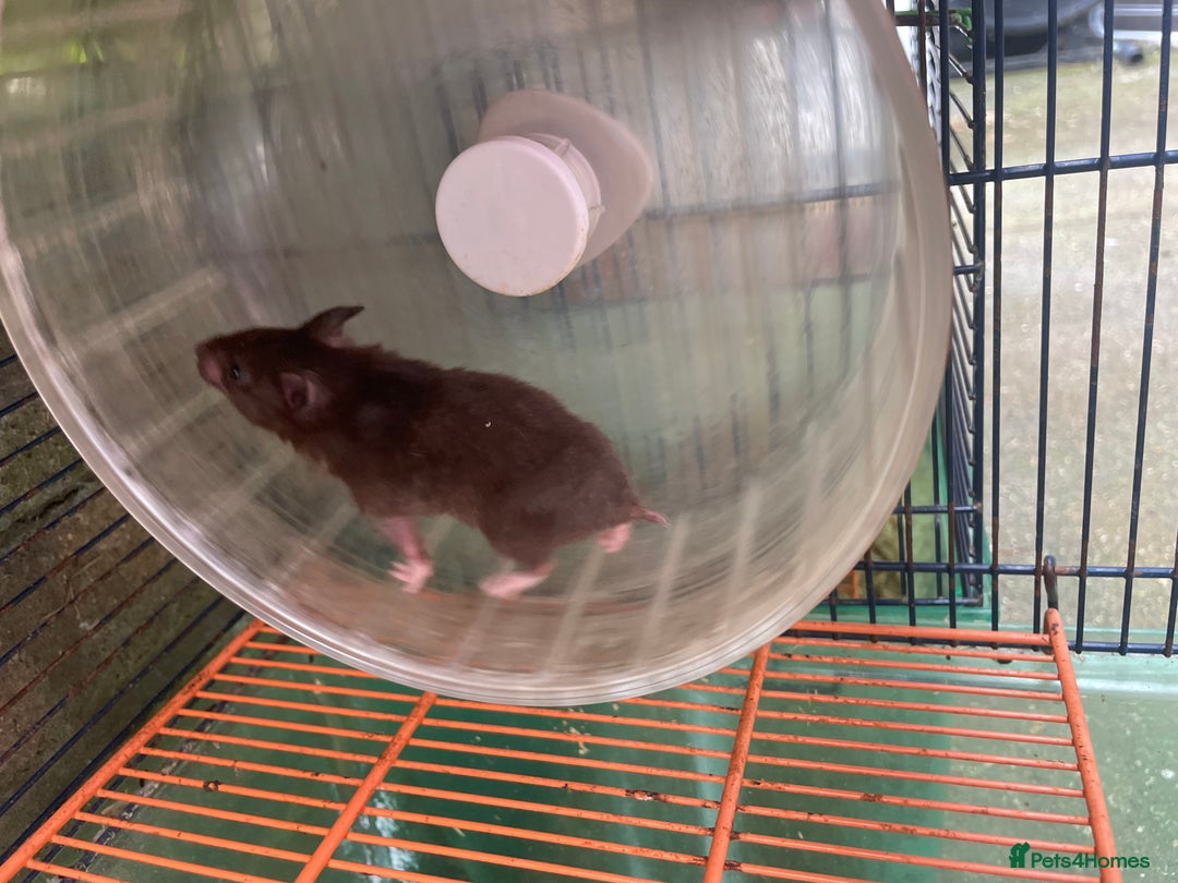 Hamster rodents for sale: Baby hamsters for sale  - Image 15