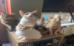 Mixed Breed cats for sale: Beautiful mixed kittens  - Image 33