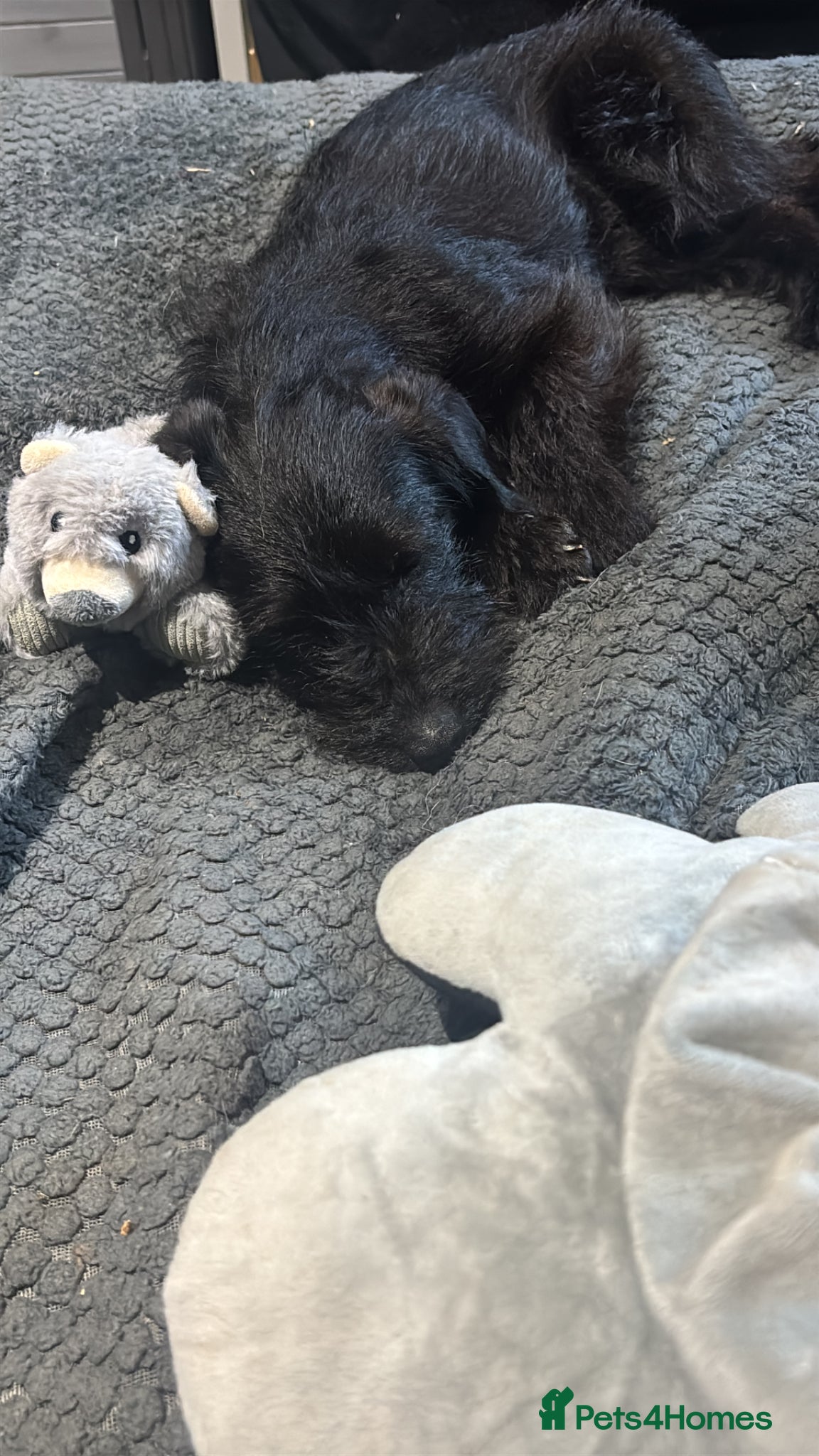 Jackapoo dogs Tilly is a pure bred jackapoo - Advert 1