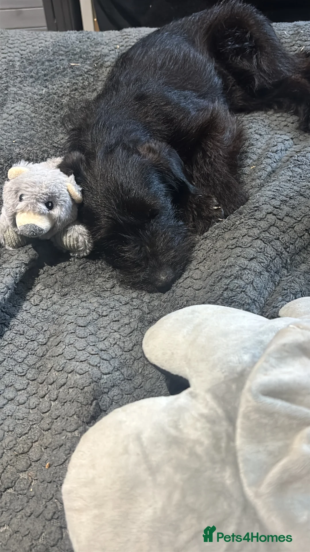 Jackapoo dogs for sale: Tilly is a pure bred jackapoo - Advert 1