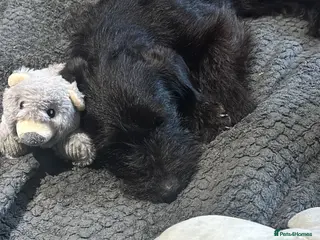 Jackapoo dogs Tilly is a pure bred jackapoo - Advert 1