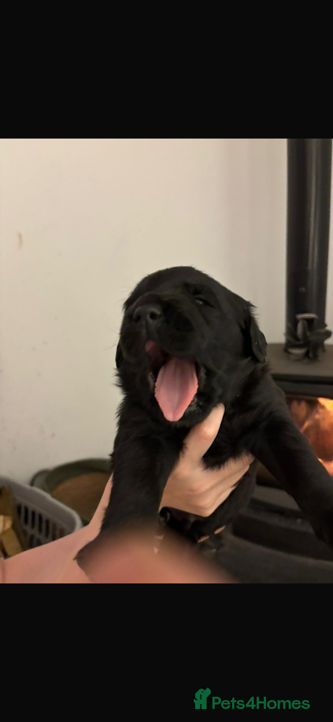 Mixed Breed dogs for sale: Rottie x golden retriever  - Advert 7