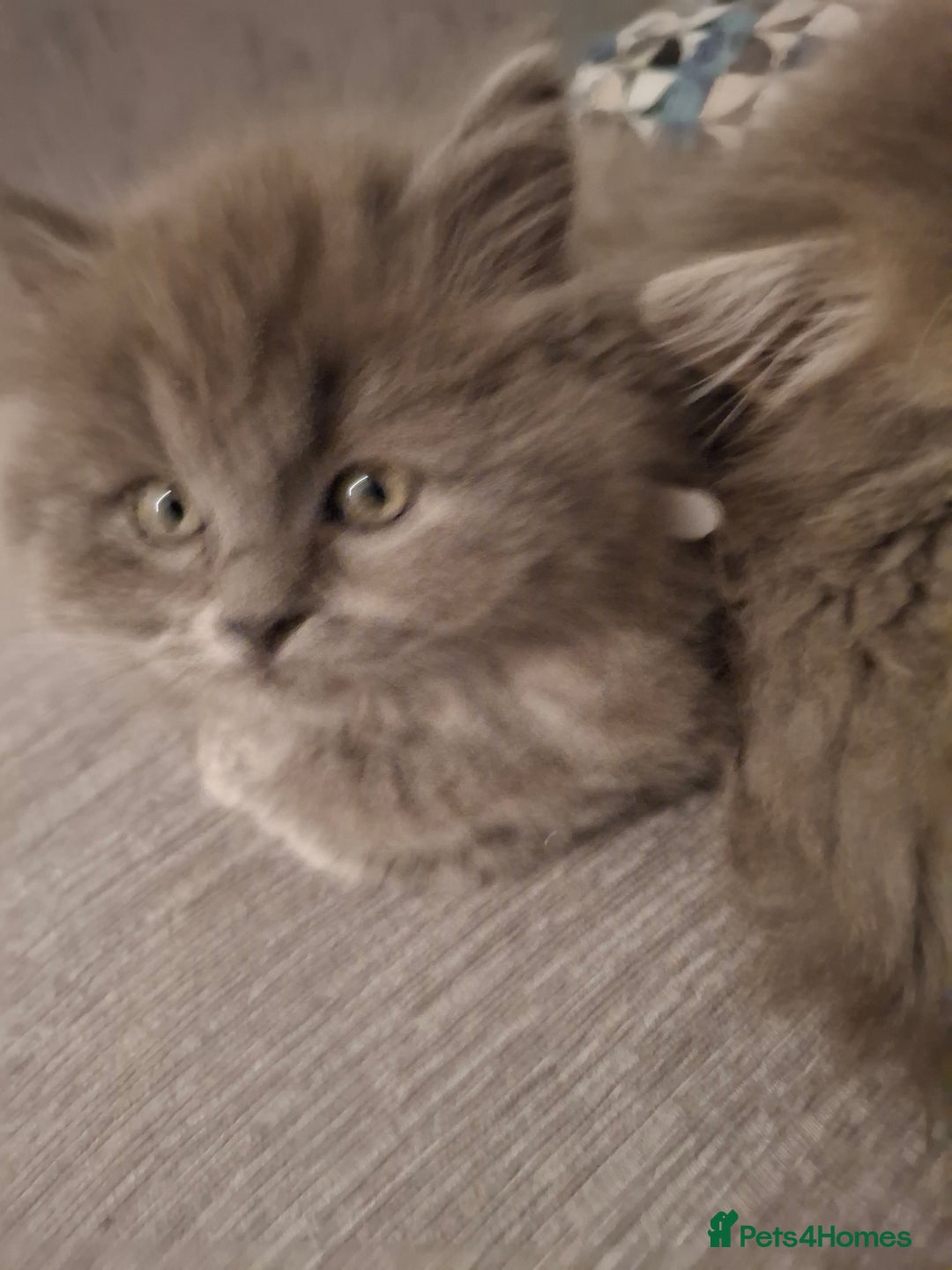 British Longhair cats for sale: 5 x beautiful BLH kittens for sale - Advert 22