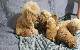 Toy Poodle dogs for sale: KC Toy Poodles, health tested, champion bloodline - Image 18