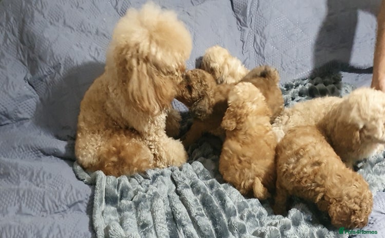 Toy Poodle dogs - Advert 4