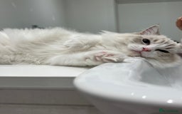 Ragdoll cats for sale: Tica Seal Lynx Tabby Point Bicolor Active Female  - Image 3