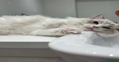 Ragdoll cats - Advert 11