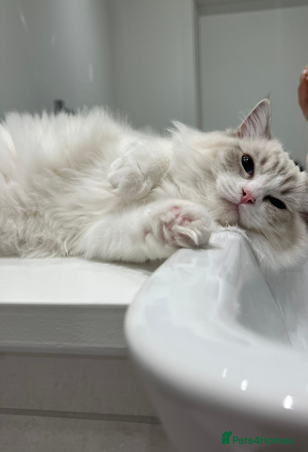 Ragdoll cats for sale: Tica Seal Lynx Tabby Point Bicolor Active Female  - Image 3
