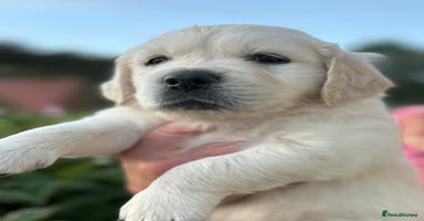 Golden Retriever dogs - Advert 1
