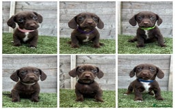 Mixed Breed dogs for sale: Top Quality F1 Docker Puppies - Image 7