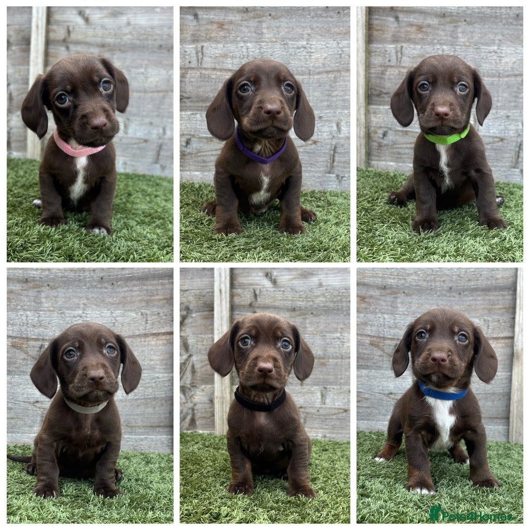 Mixed Breed dogs for sale: Top Quality F1 Docker Puppies - Image 7
