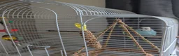 Budgerigars birds for sale: Female Budgie  in Bolton - Advert 2
