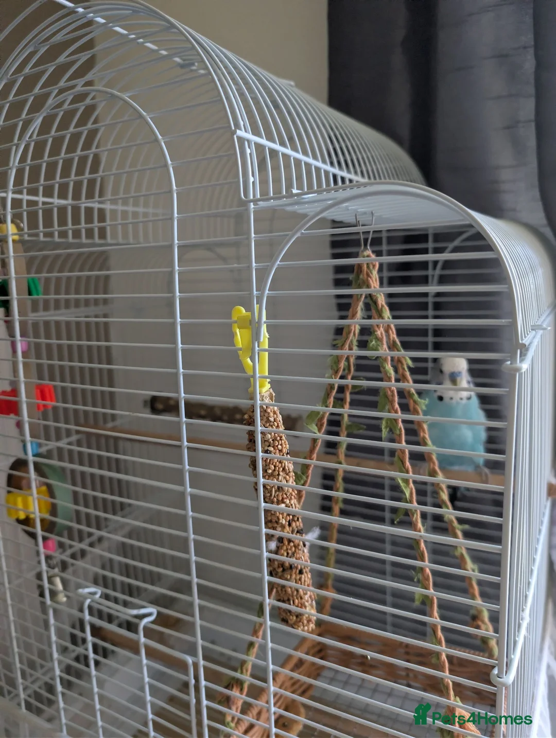 Budgerigars birds for sale: Female Budgie  in Bolton - Advert 2