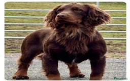 Cocker Spaniel dogs for sale: KC Reg Docked Working Cocker Spaniel puppies - Image 10