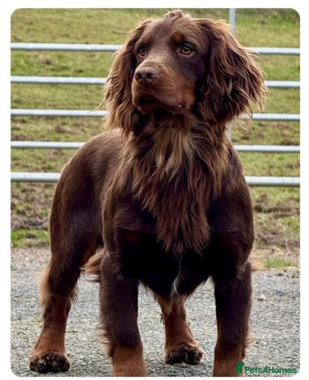 Cocker Spaniel dogs for sale: KC Reg Docked Working Cocker Spaniel puppies - Image 10
