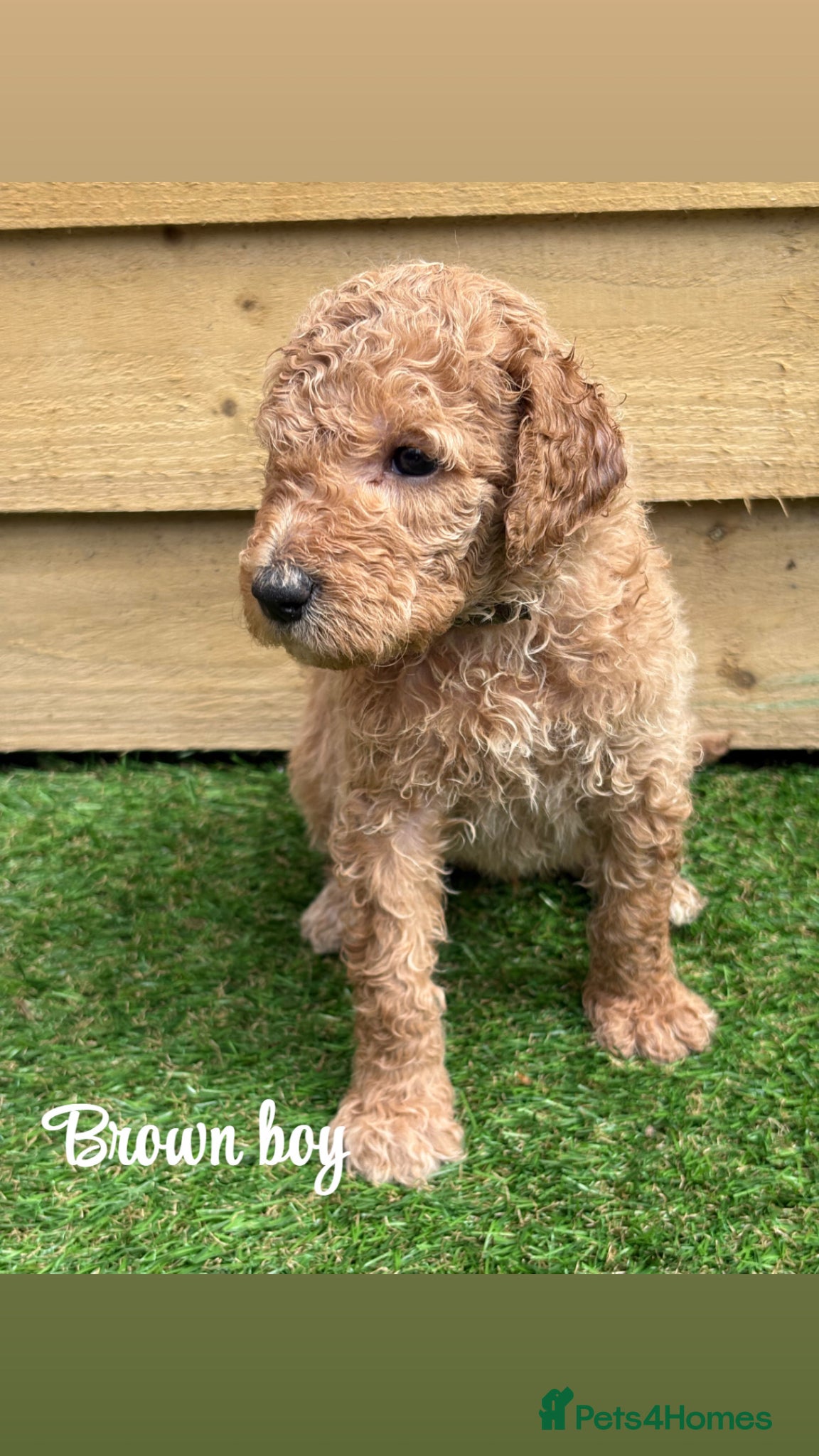 Goldendoodle dogs F1bb goldendoodle puppies  - Advert 2