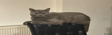 British Shorthair goku