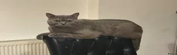 British Shorthair cats for sale: Gorgeous British Shorthair Male  2 Years Old -Goku in Oldham - Advert 2