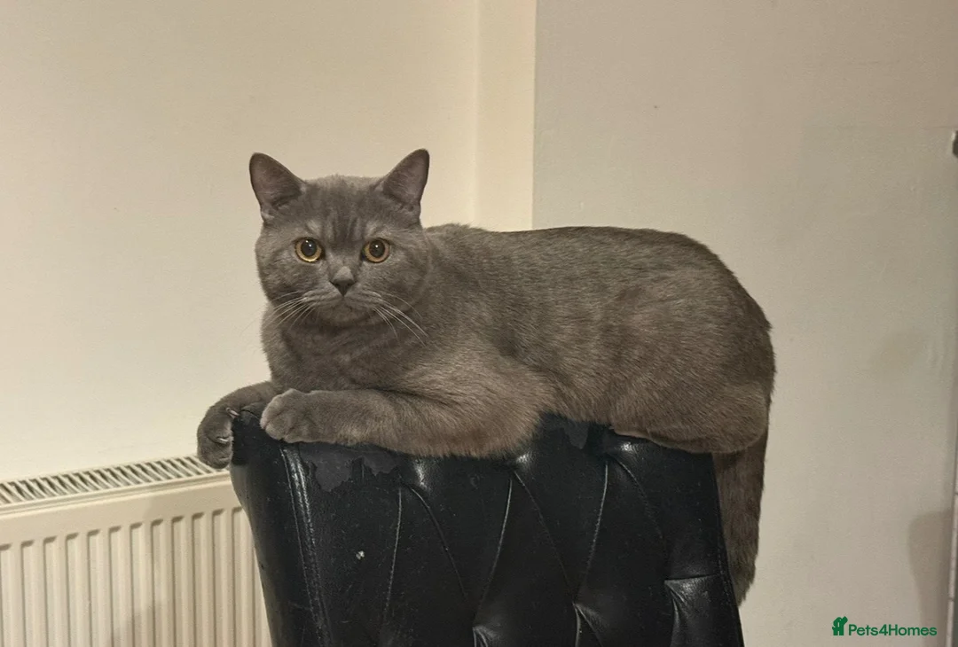 British Shorthair cats for sale: Gorgeous British Shorthair Male  2 Years Old -Goku in Oldham - Advert 2